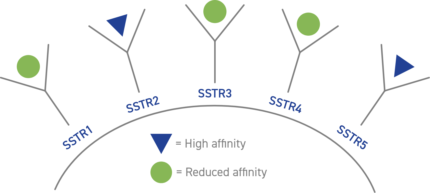 Illustration of the targeted affinity for the receptors that affect GH and IGF-1