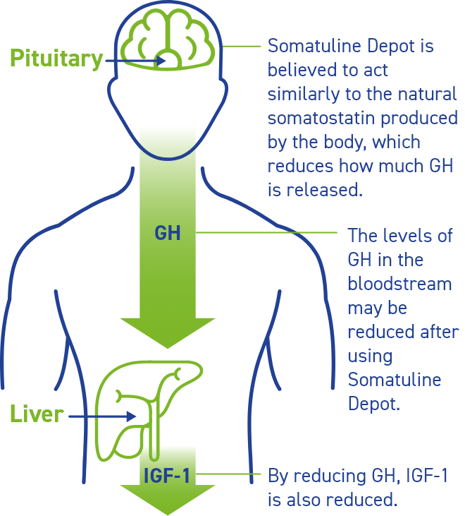 Visualization of how Somatuline Depot works similarly to how the natural somatostatin produced by the body works, to reduce GH, which in turn reduces IGF-1