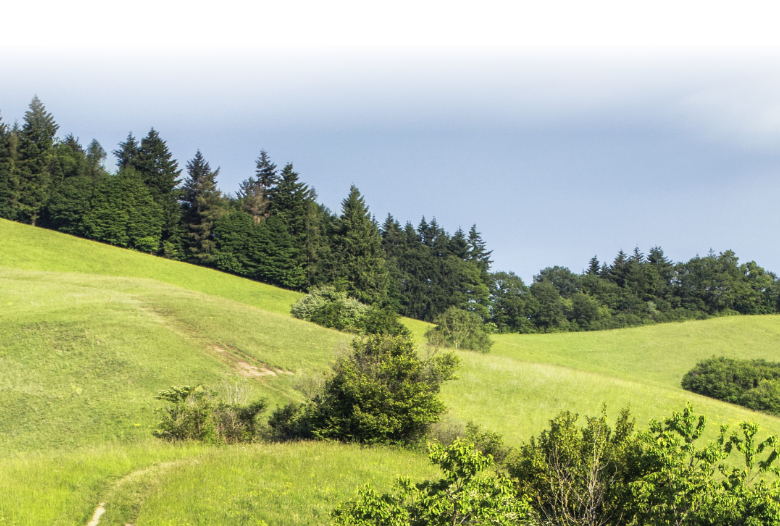 Image of hills and trees